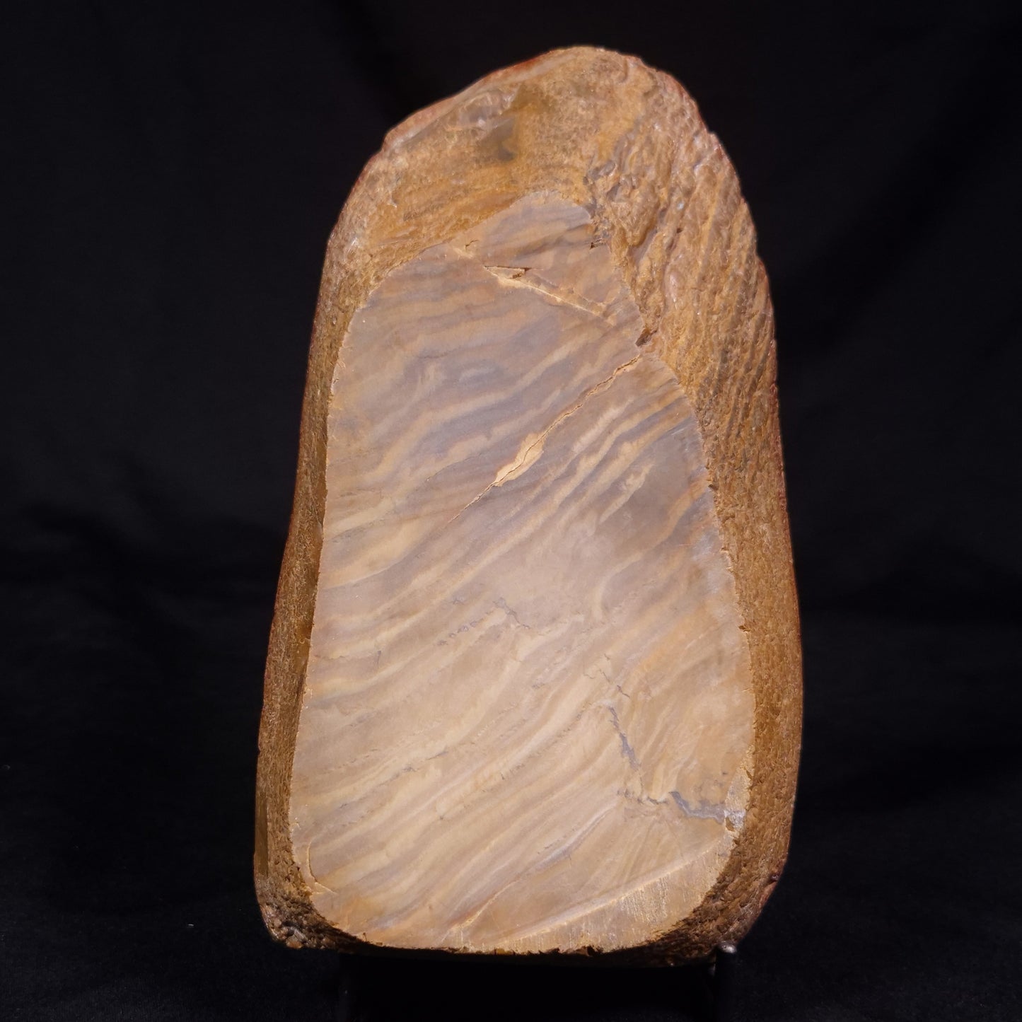 PETRIFIED WOOD, Australia YSC108