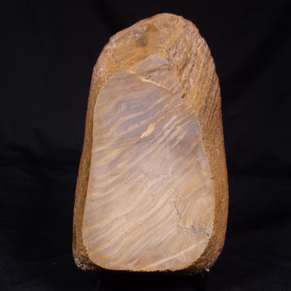 PETRIFIED WOOD, Australia YSC108