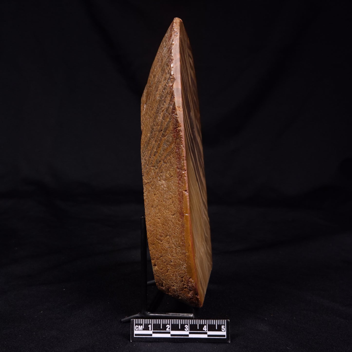 PETRIFIED WOOD, Australia YSC108