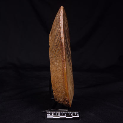 PETRIFIED WOOD, Australia YSC108