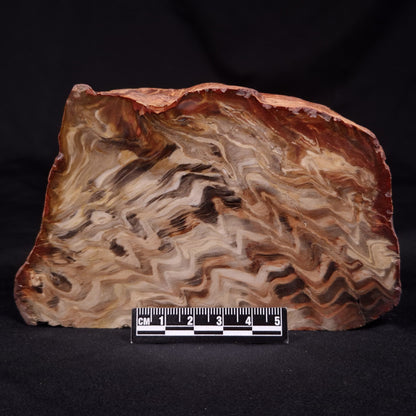 PETRIFIED WOOD, Australia YSC109