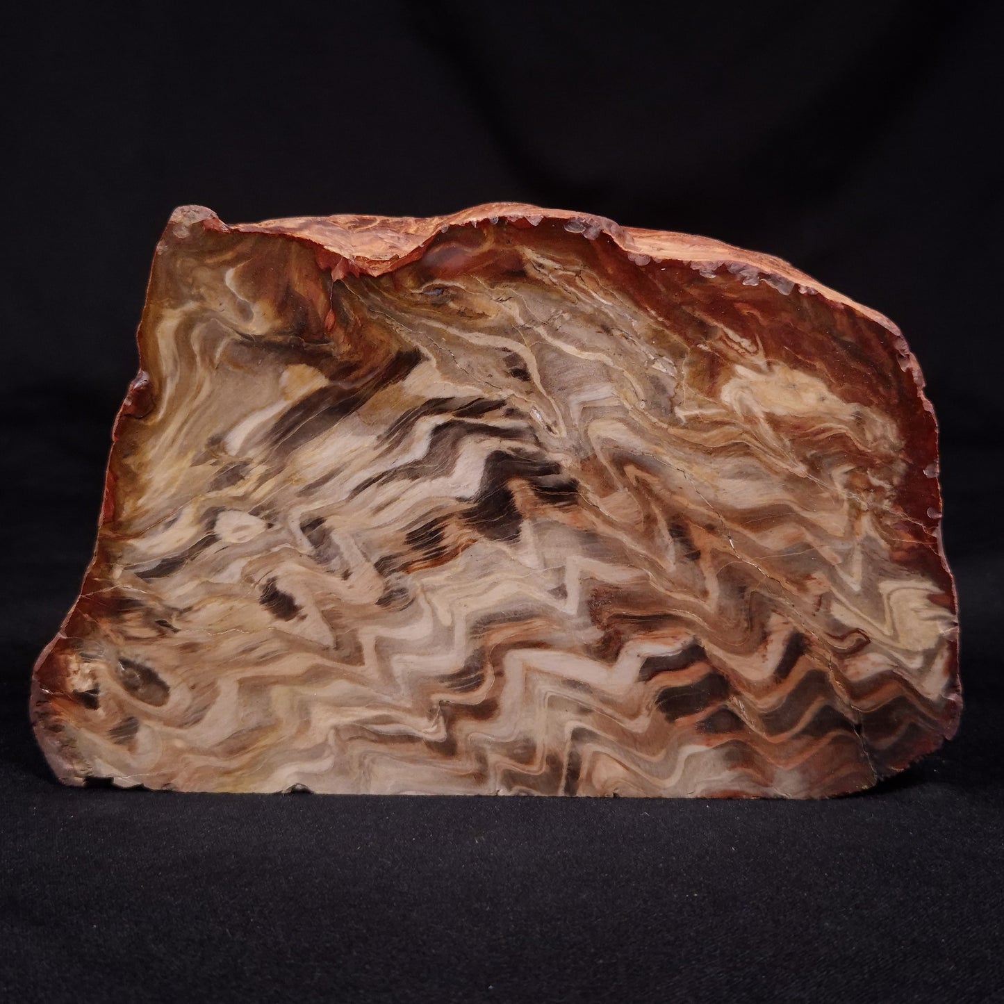 PETRIFIED WOOD, Australia YSC109