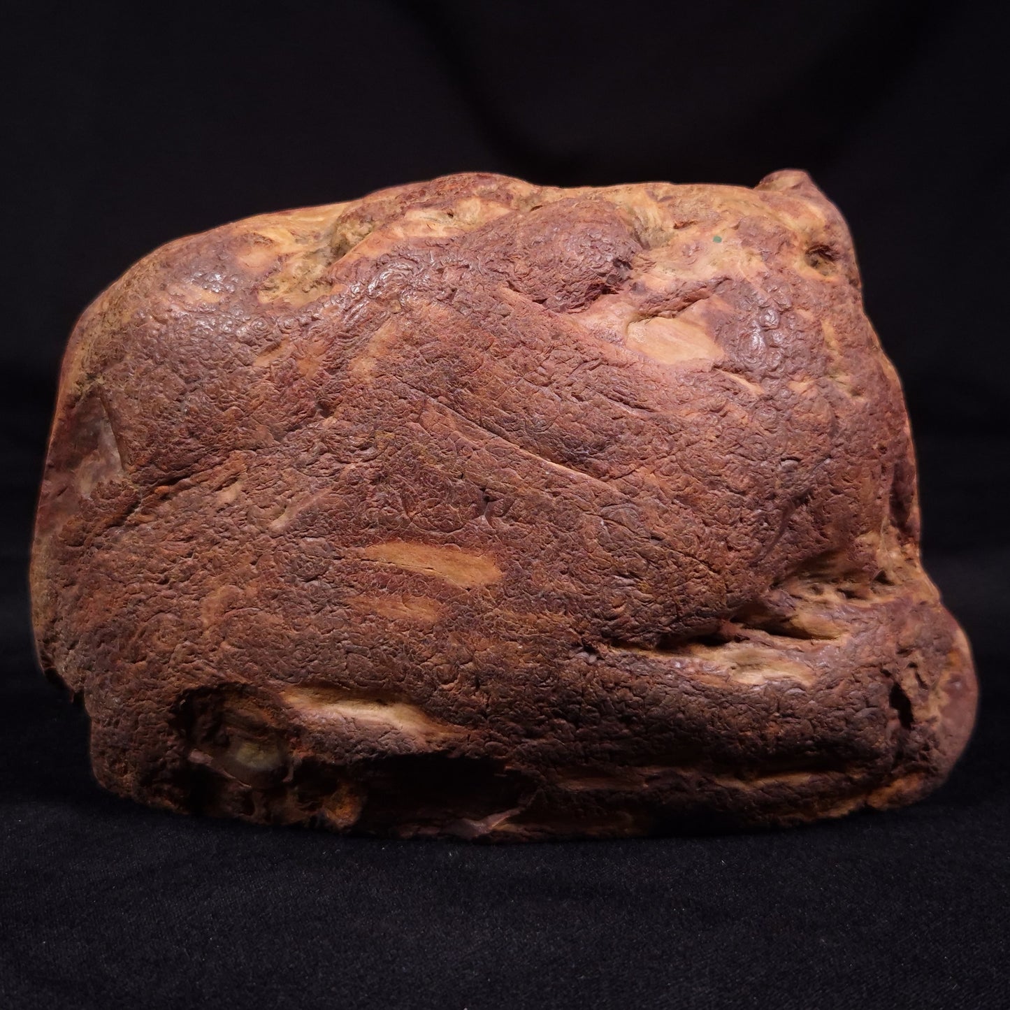 PETRIFIED WOOD, Australia YSC109