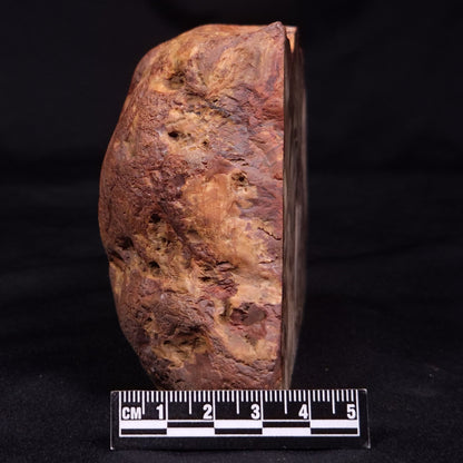 PETRIFIED WOOD, Australia YSC109