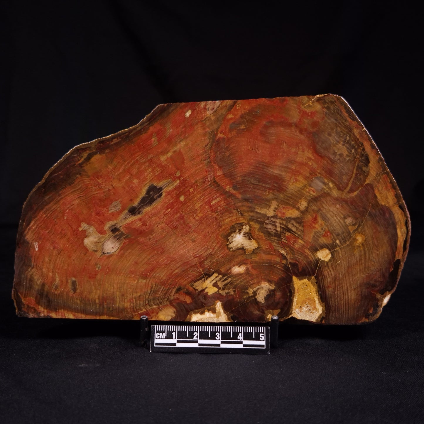 PETRIFIED WOOD, Australia YSC110