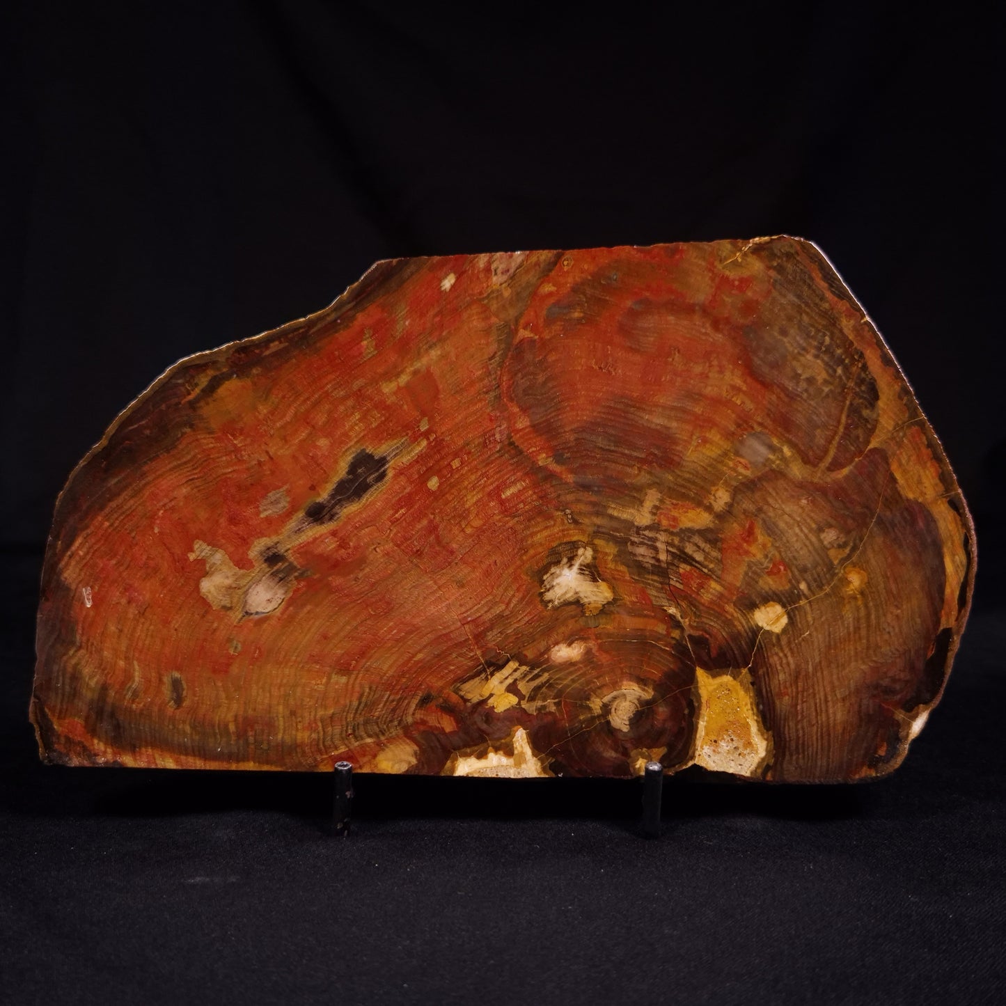 PETRIFIED WOOD, Australia YSC110