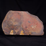 PETRIFIED WOOD, Australia YSC110
