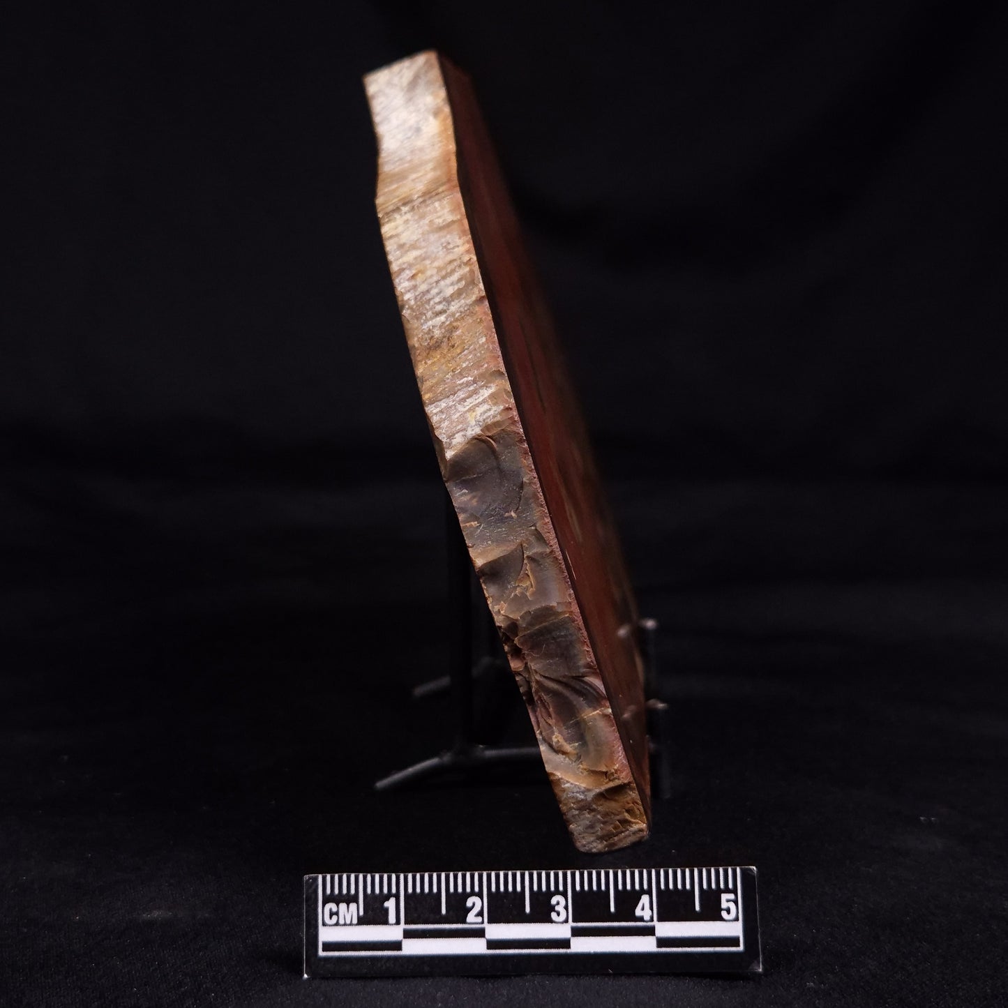 PETRIFIED WOOD, Australia YSC110