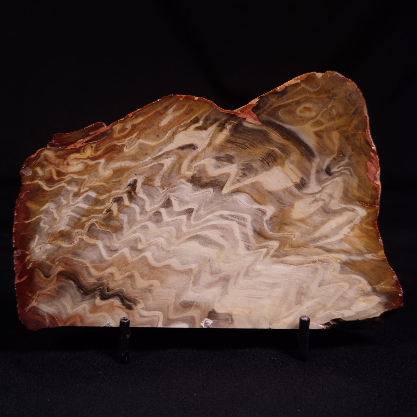 PETRIFIED WOOD, Australia YSC111