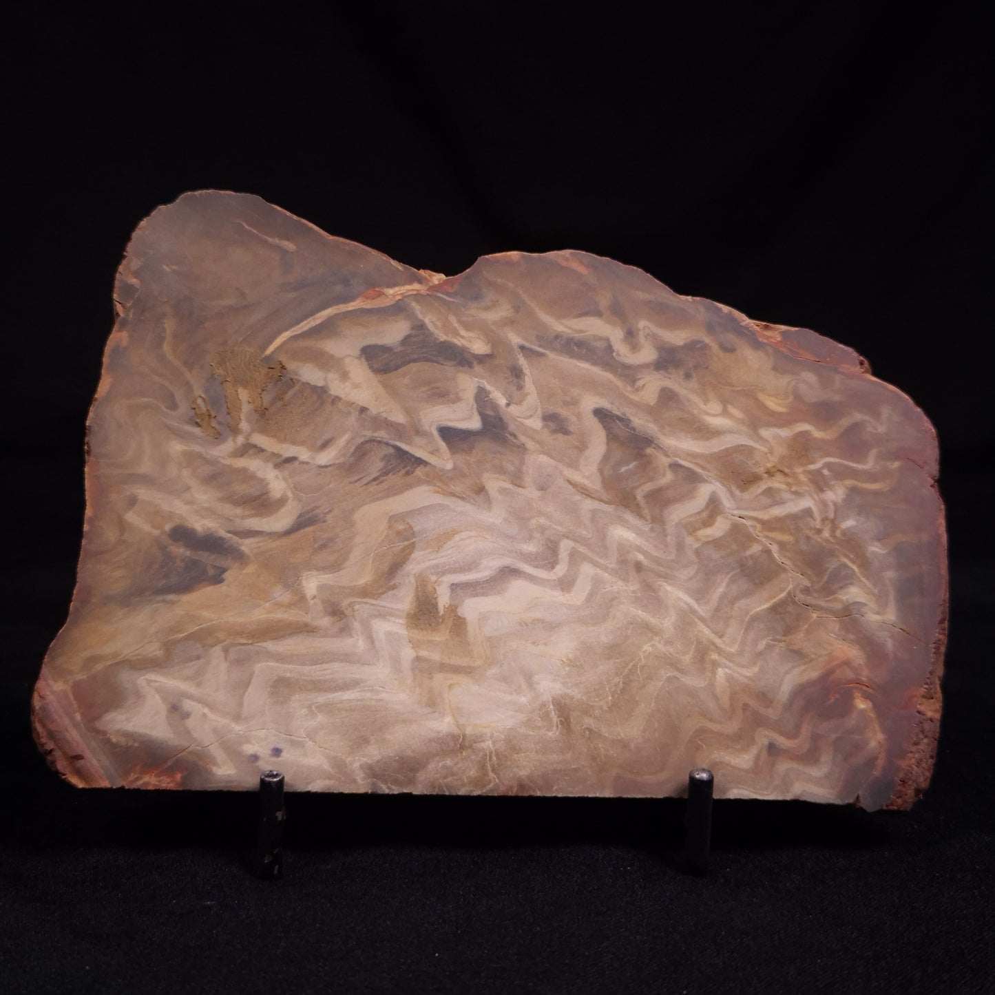 PETRIFIED WOOD, Australia YSC111