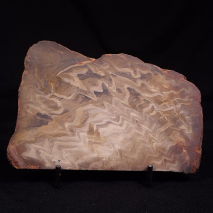 PETRIFIED WOOD, Australia YSC111