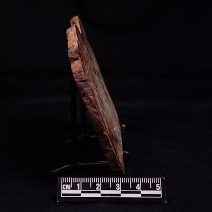 PETRIFIED WOOD, Australia YSC111