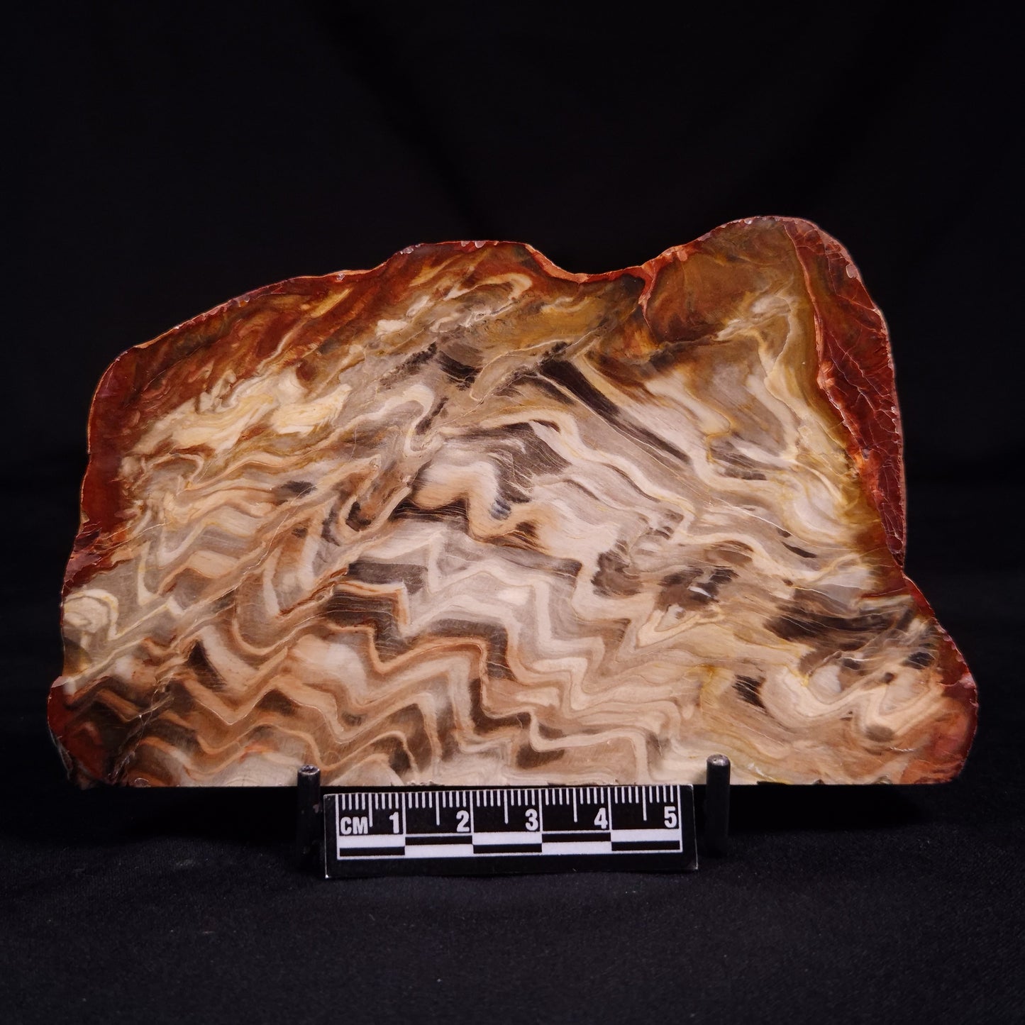 PETRIFIED WOOD, Australia YSC112