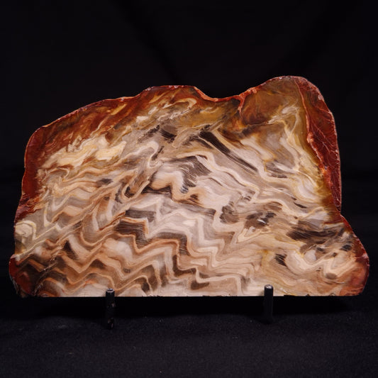 PETRIFIED WOOD, Australia YSC112