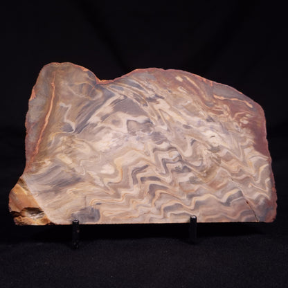 PETRIFIED WOOD, Australia YSC112