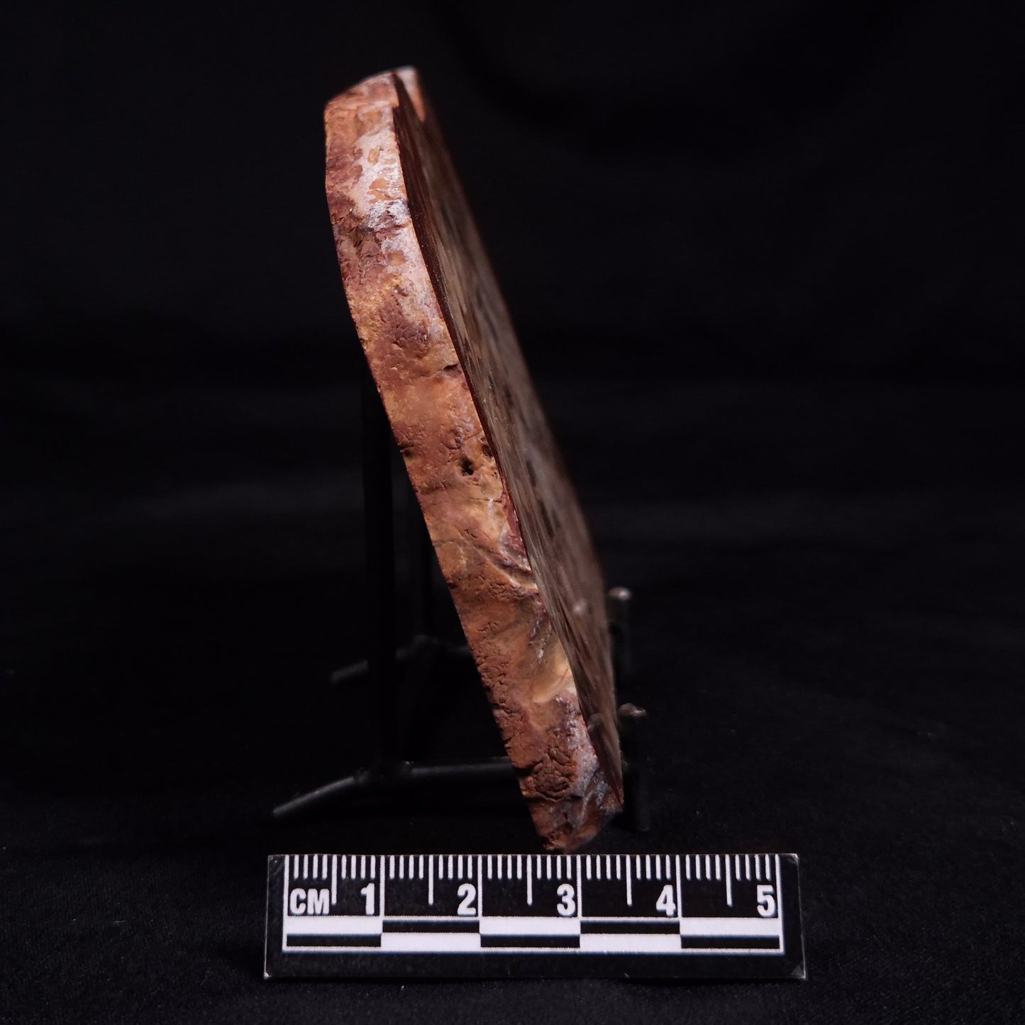 PETRIFIED WOOD, Australia YSC112