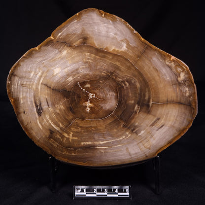 PETRIFIED WOOD, Australia YSC113