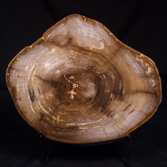 PETRIFIED WOOD, Australia YSC113