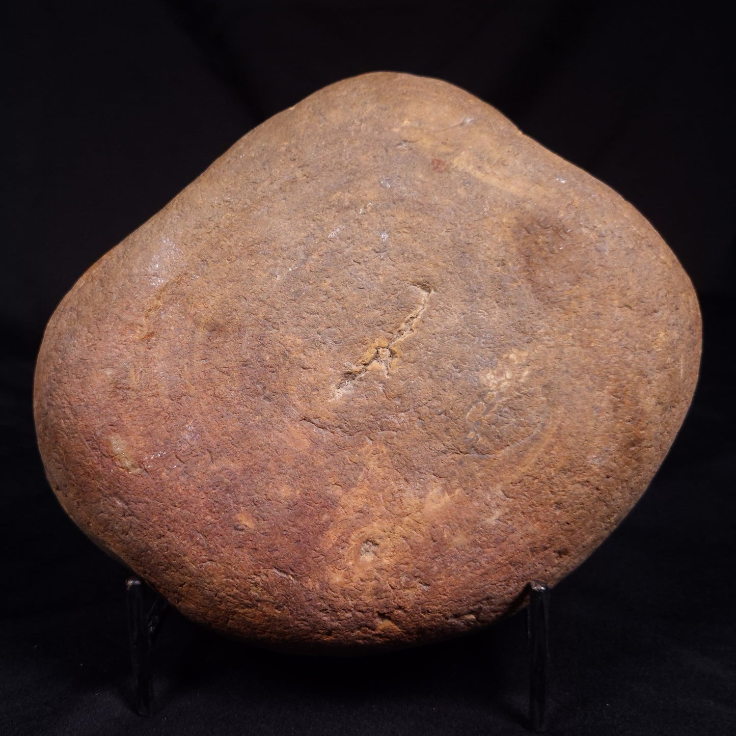 PETRIFIED WOOD, Australia YSC113