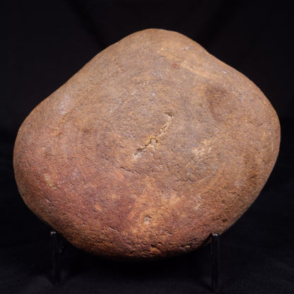 PETRIFIED WOOD, Australia YSC113