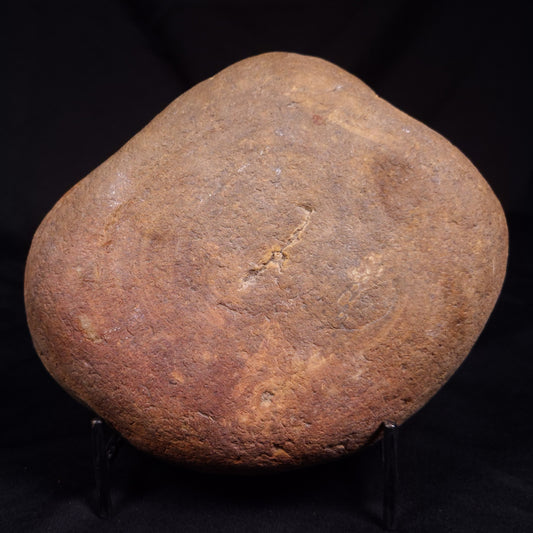 PETRIFIED WOOD, Australia YSC113