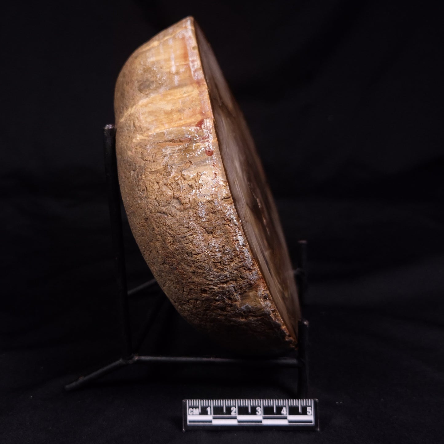 PETRIFIED WOOD, Australia YSC113