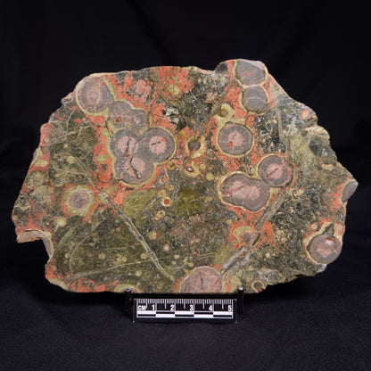 RHYOLITE (RAINFOREST JASPER), Australia YSC115
