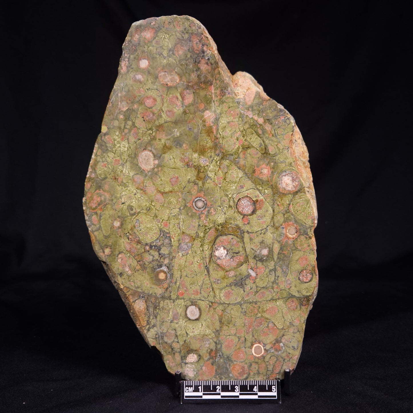 RHYOLITE (RAINFOREST JASPER), Australia YSC117
