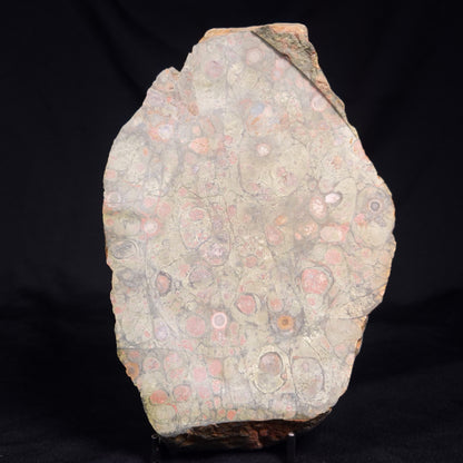 RHYOLITE (RAINFOREST JASPER), Australia YSC117