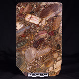 CONGLOMERATE, Australia YSC123