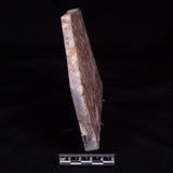 CONGLOMERATE, Australia YSC127