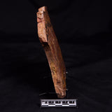 CONGLOMERATE, Australia YSC128