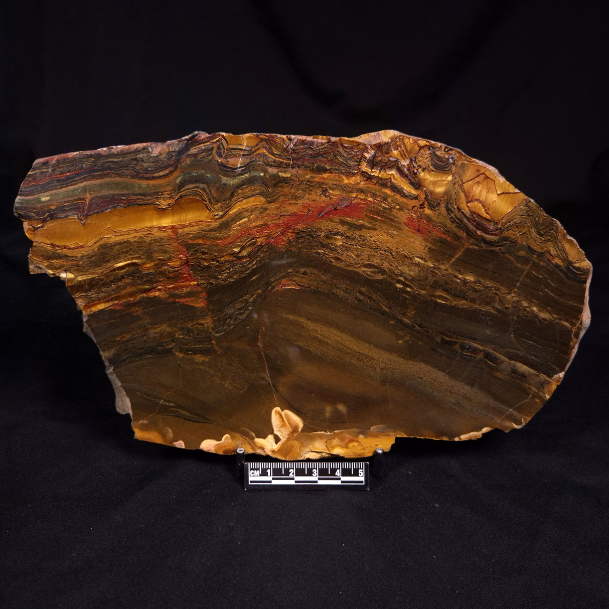 MARRA MAMBA TIGER EYE, Australia YSC141
