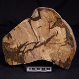 PETRIFIED WOOD, Australia YSC143