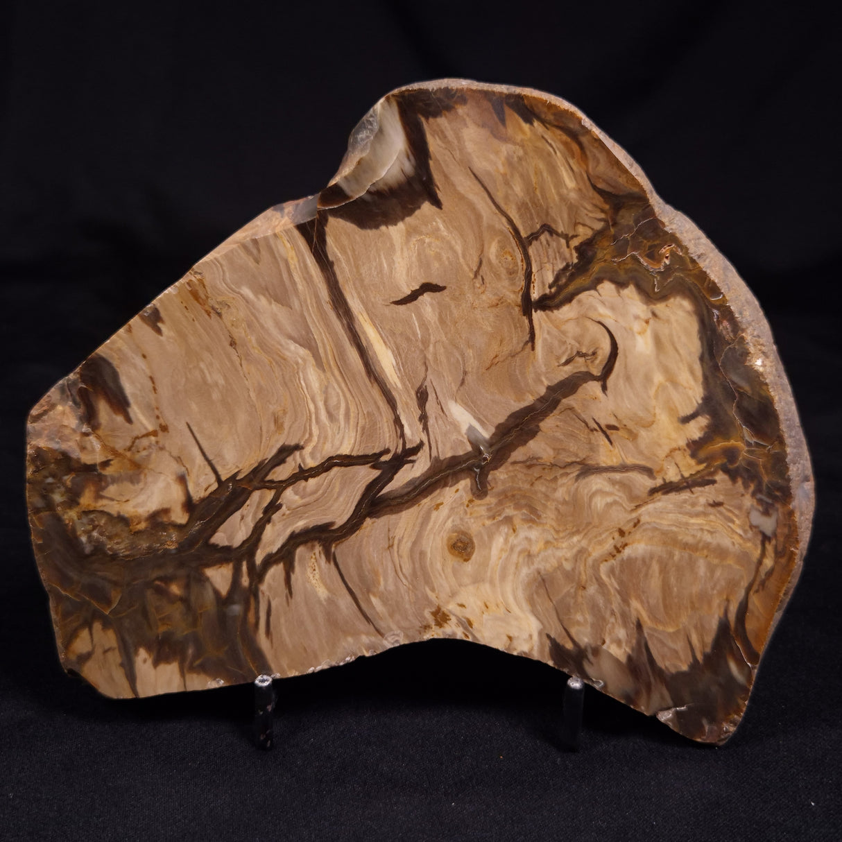 PETRIFIED WOOD, Australia YSC143