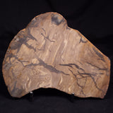 PETRIFIED WOOD, Australia YSC143