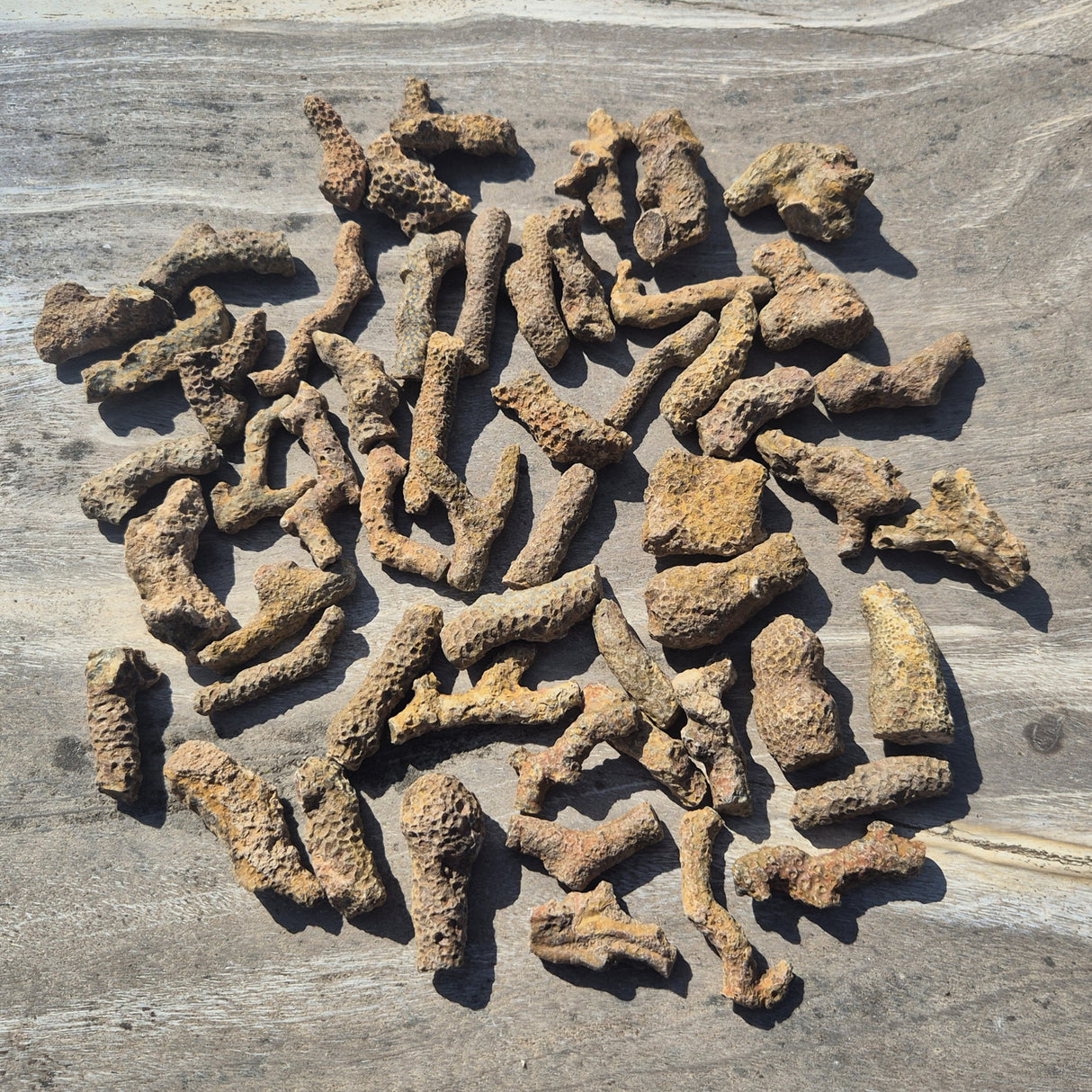 BRYOZOAN CORAL, Devonian, Morocco XRB013