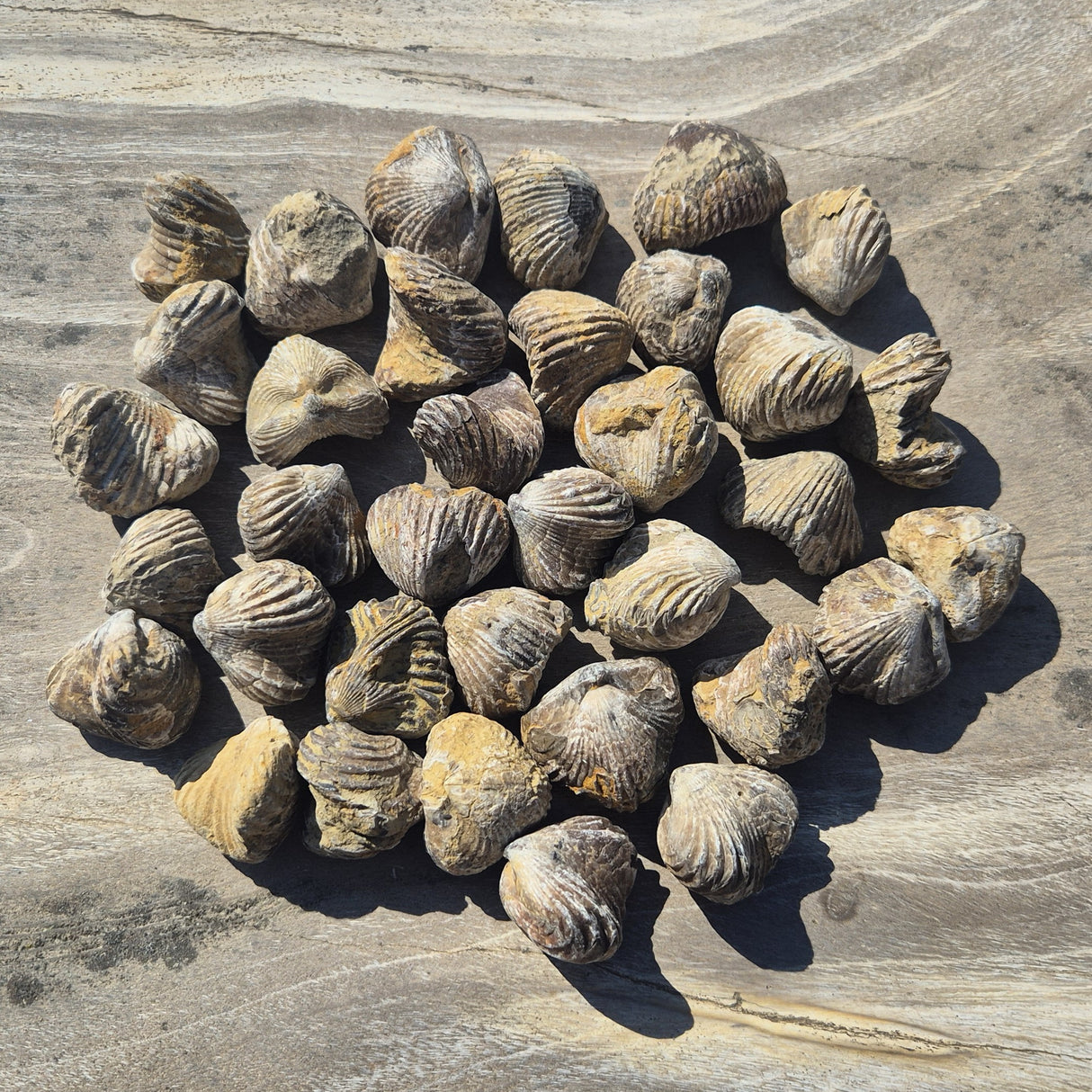 RHYNCHONELLA, Jurassic, Morocco XRB014