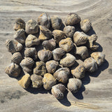 RHYNCHONELLA, Jurassic, Morocco XRB014