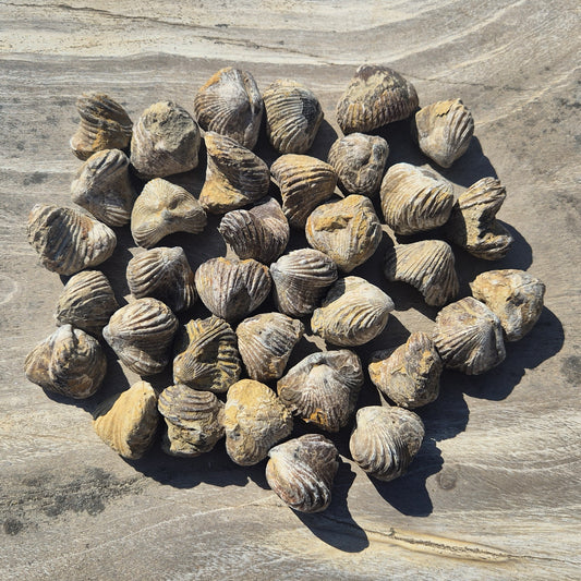 RHYNCHONELLA, Jurassic, Morocco XRB014