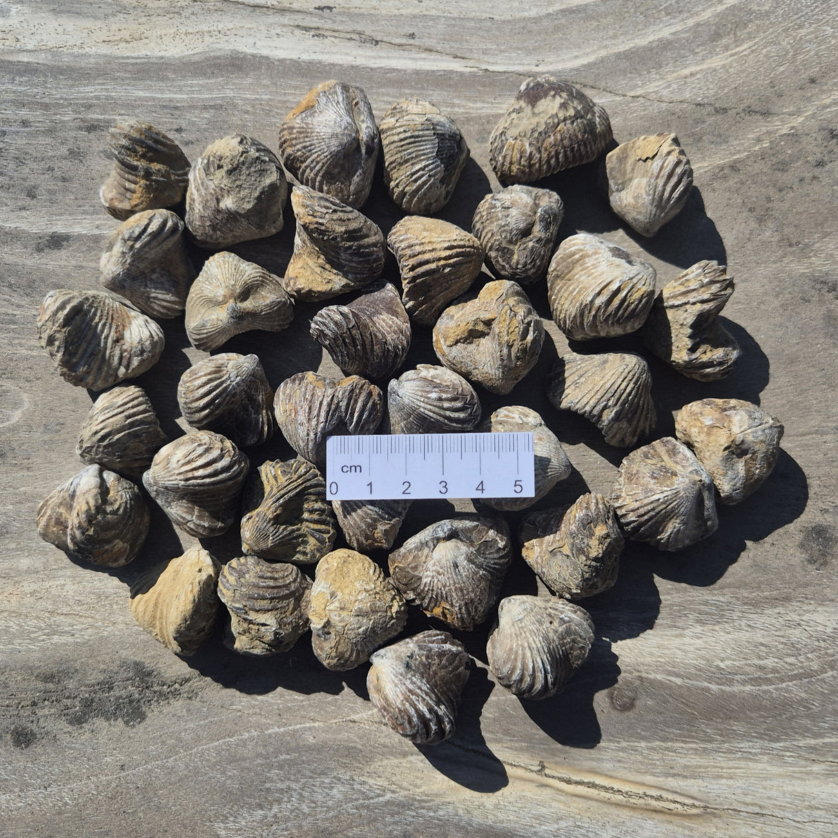 RHYNCHONELLA, Jurassic, Morocco XRB014