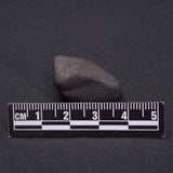 WILUNA METEORITE, H5 Chondrite, Australia YWM004