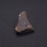 WILUNA METEORITE, H5 Chondrite, Australia YWM005