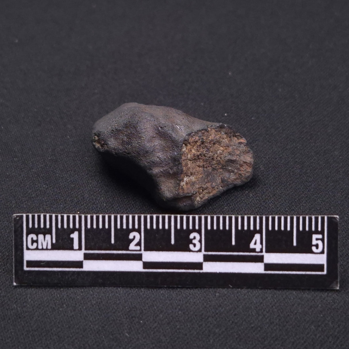 WILUNA METEORITE, H5 Chondrite, Australia YWM012
