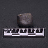 WILUNA METEORITE, H5 Chondrite, Australia YWM013