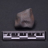 WILUNA METEORITE, H5 Chondrite, Australia YWM021