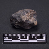 WILUNA METEORITE, H5 Chondrite, Australia YWM024