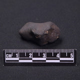 WILUNA METEORITE, H5 Chondrite, Australia YWM030