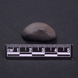 WILUNA METEORITE, H5 Chondrite, Australia YWM034