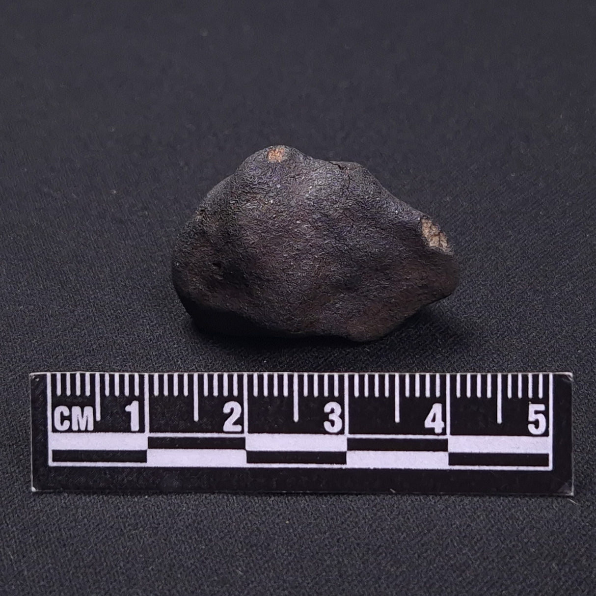 WILUNA METEORITE, H5 Chondrite, Australia YWM037